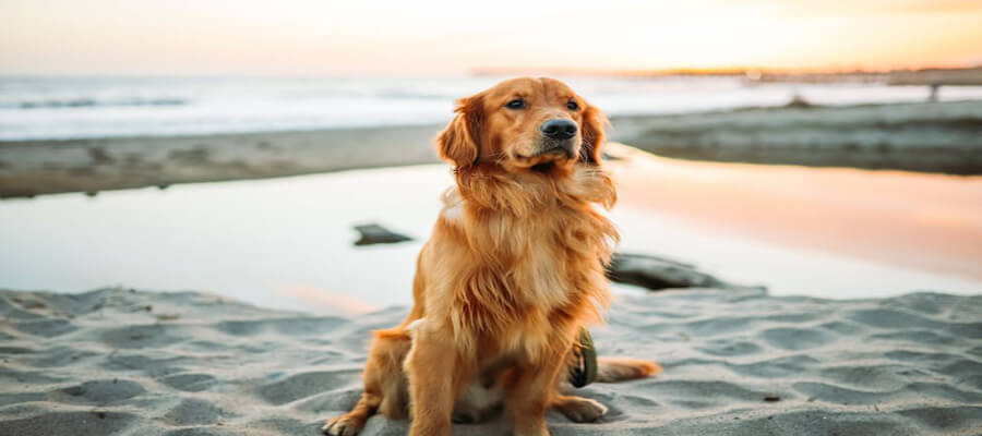 The Best Puppy Training Tips for New Dog Owners